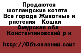 Продаются шотландские котята - Все города Животные и растения » Кошки   . Амурская обл.,Константиновский р-н